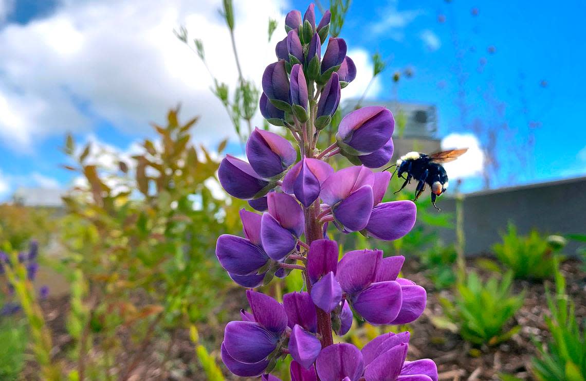 A bumble bee flits through the lupine blooms in the Capitol Campus Pollinator Garden - an educational display of pollinator-friendly flowers and informational signs - on the East Capitol Campus in Olympia, Washington on Thursday, June 30, 2022.
