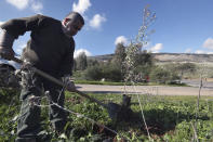 A member of Green Without Borders a non-governmental organization plants a tree in a nature reserve in the outskirts of the southern town of Nabatiyeh, Lebanon, Wednesday, Jan. 18, 2023. Green Without Borders that is active in southern Lebanon, including areas along the border with Israel, is being blamed by Israel, the U.S. and some in Lebanon for being an arm for Hezbollah to cover some of the group's military activities. The association denies such charges. (AP Photo/Mohammed Zaatari)