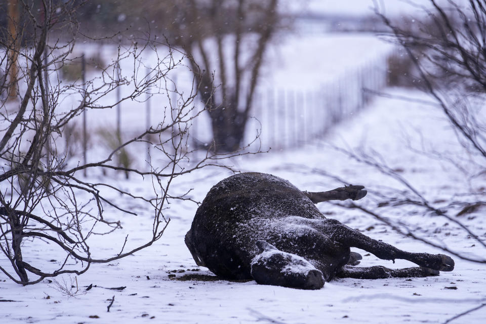 Snow covers a cow killed by the Smokehouse Creek Fire, Thursday, Feb. 29, 2024, in Fritch, Texas. A wildfire spreading across the Texas Panhandle became the largest in state history Thursday. (AP Photo/Julio Cortez)