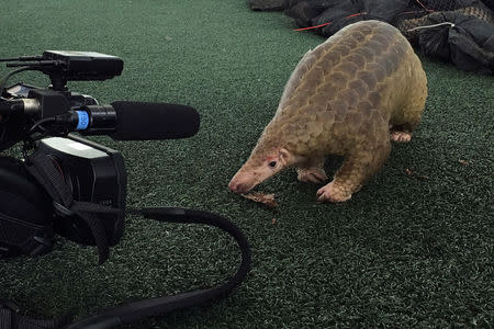 A pangolin walks during a news conference after Thai customs confiscated 136 live pangolins, in Bangkok, Thailand August 31, 2017. REUTERS/Prapan Chankaew