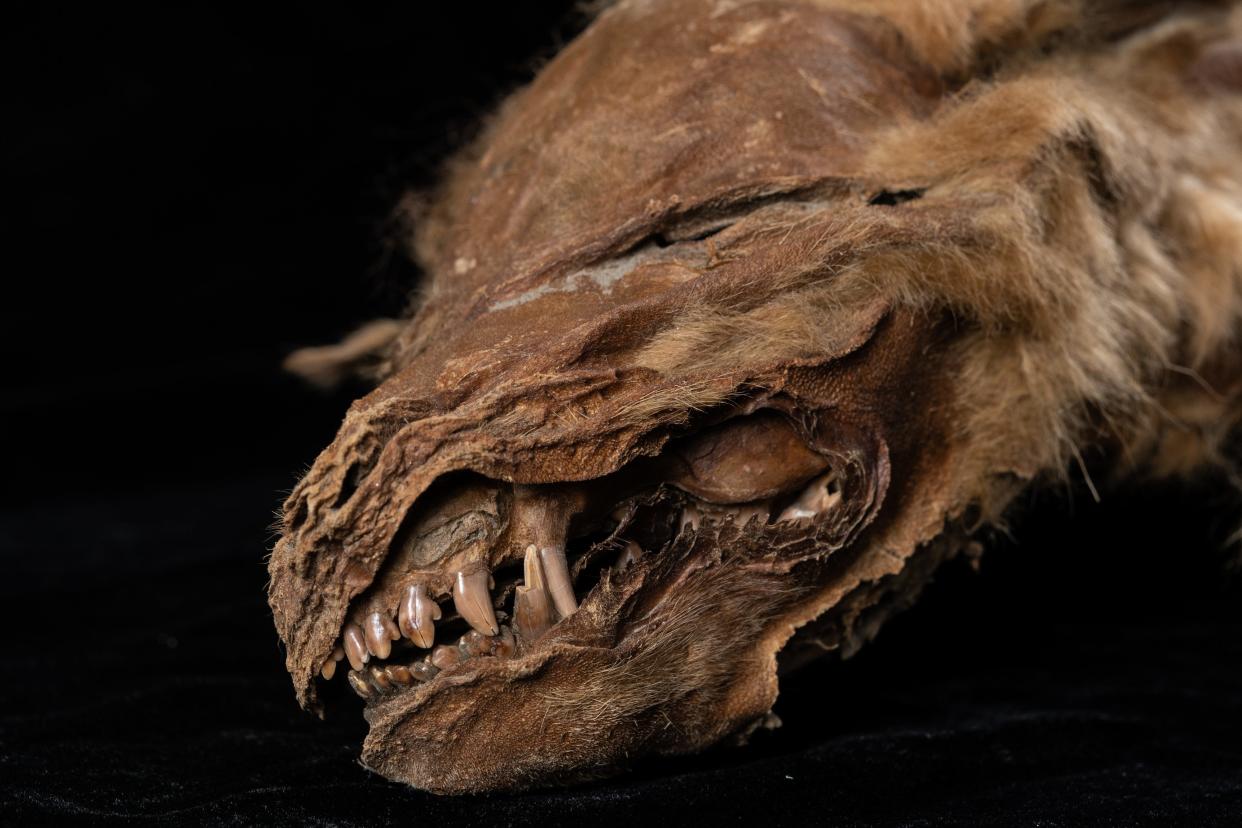 The mummified head of a wolf pup, with several teeth and some brown fur visible.