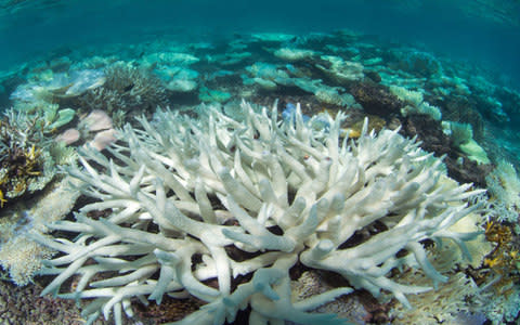 Coral bleaching chasing coral - Credit: The Ocean Agency XL Catlin Seaview Survey/Richard Vevers
