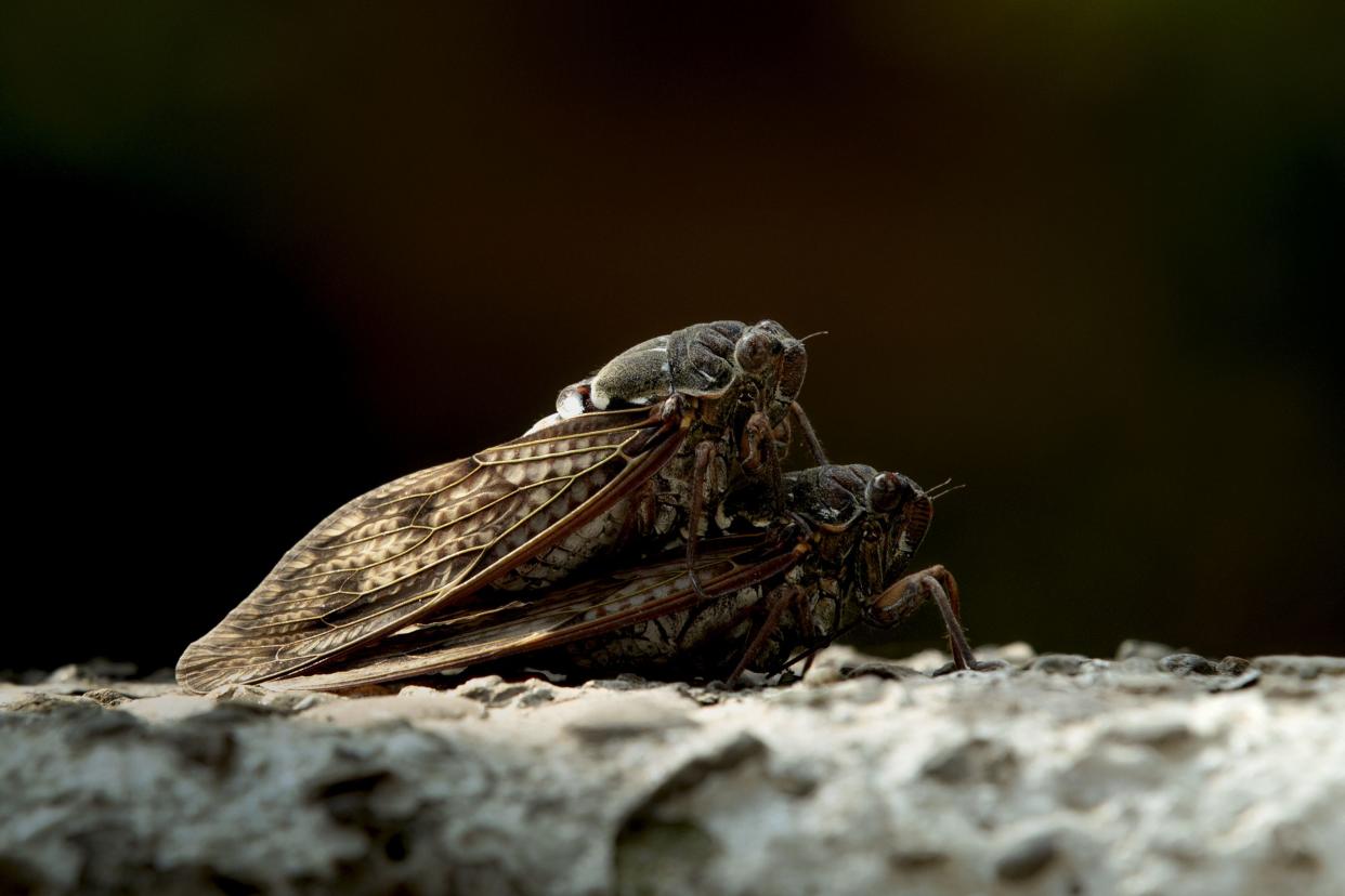 Cicada mating