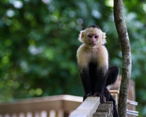 A white-headed capuchin in Costa Rica - Credit: WOLLERTZ - STOCK.ADOBE.COM