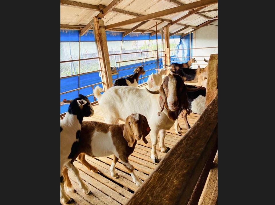 屏東縣動物防疫所每年都會執行全縣各乳牛場、乳羊場例行性監測。（圖／屏東縣政府提供）