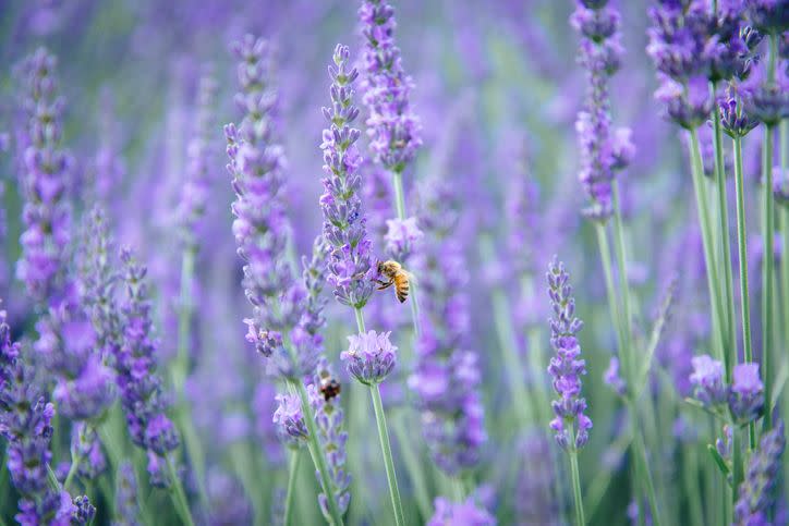 The Most Gorgeous Flowering Plants that Will Attract Bees