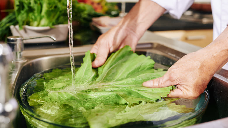 Submerging lettuce in water