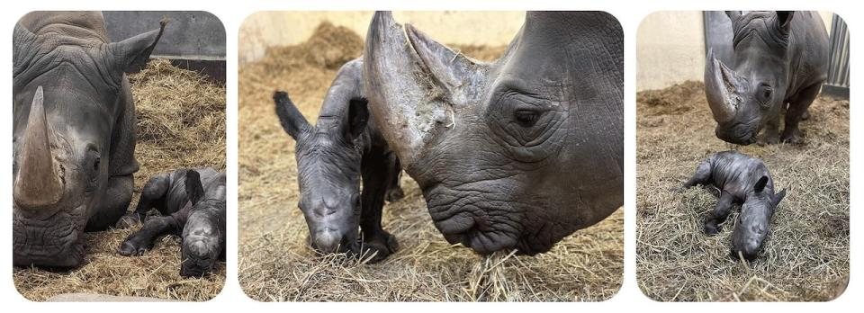 As a first-time mother, Toronto zoo says Sabi can be seen keeping a very watchful eye on her little male calf, by licking him and keeping him clean. A full health check is expected in the days to come.