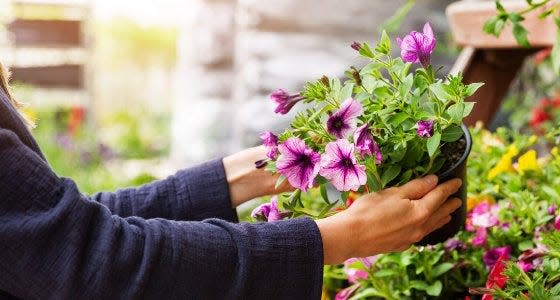 A large selection of quality plants are for sale Saturday at Hauck Botanical Gardens, benefitting Cincinnati Parks' Civic Garden Center.