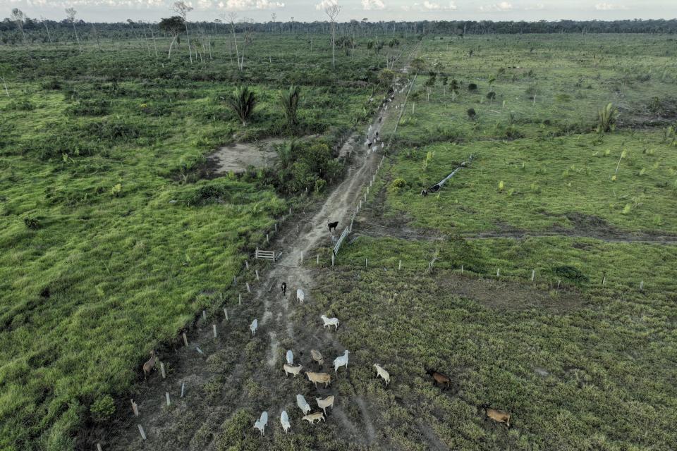 Cattle walk along an illegally deforested area in an extractive reserve near Jaci-Parana, Rondonia state, Brazil, Wednesday, July 12, 2023. Meat processing giant JBS SA and three other slaughterhouses are facing lawsuits seeking millions of dollars in environmental damages for allegedly purchasing cattle raised illegally in the area. (AP Photo/Andre Penner)