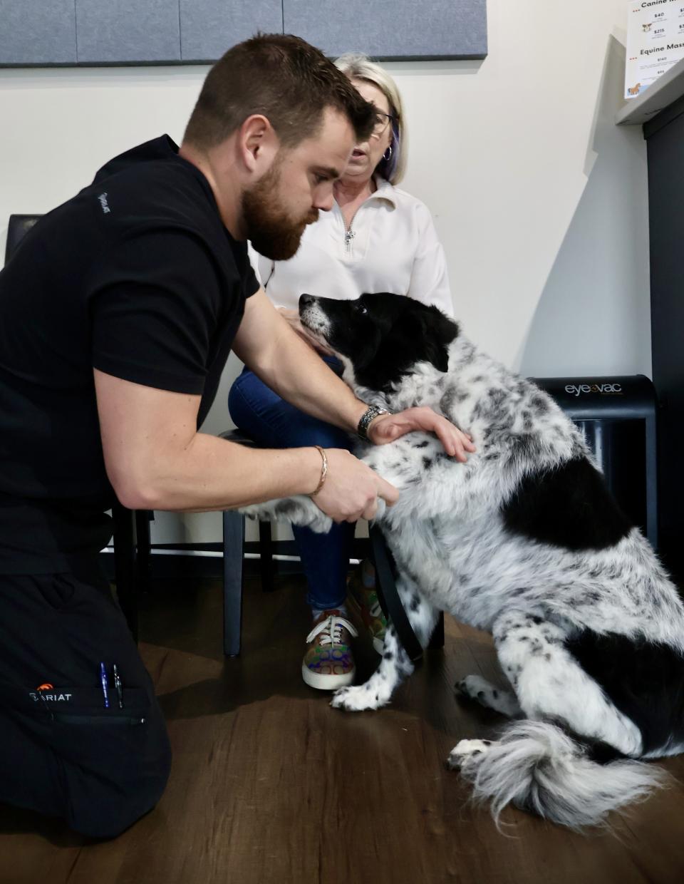 Chiropractor Joren Whitley treats dogs and other house pets at his Oklahoma clinic. (Oklahoma Chiropractic)