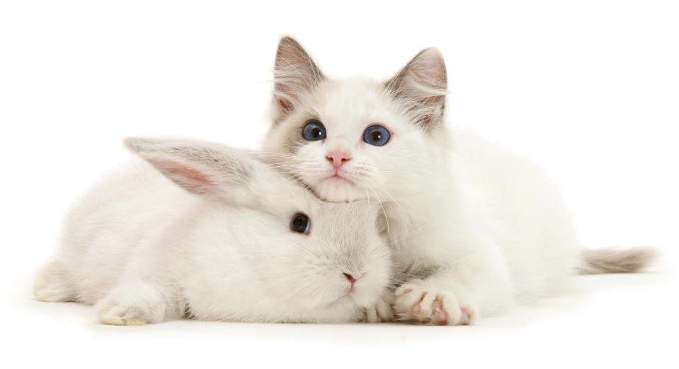 <p>Color-point lop rabbit baby with Lilac Ragdoll kitten. (Photo: Warren photographic/Caters News) </p>
