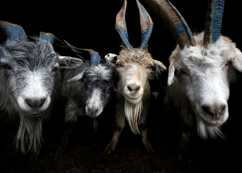 Goats in Nepal