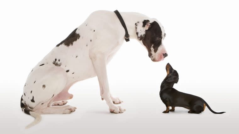 Big Dog vs. Small Dog: What Size Dog Should You Adopt?