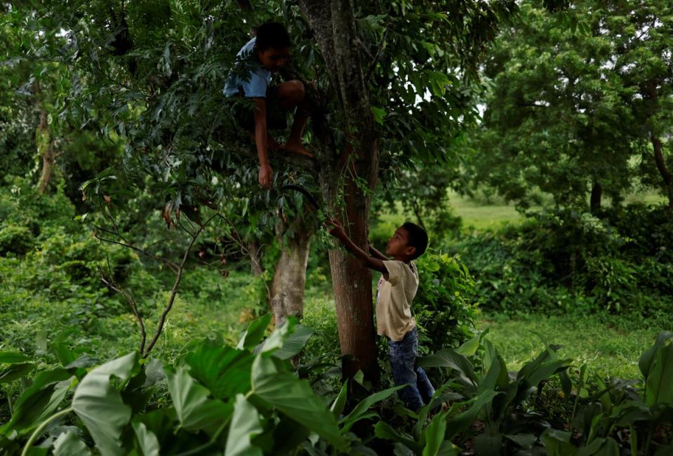 Arjun, 7, passes a sickle to his elder brother Resham, who is climbing a tree to cut branches to feed their goats (Reuters)