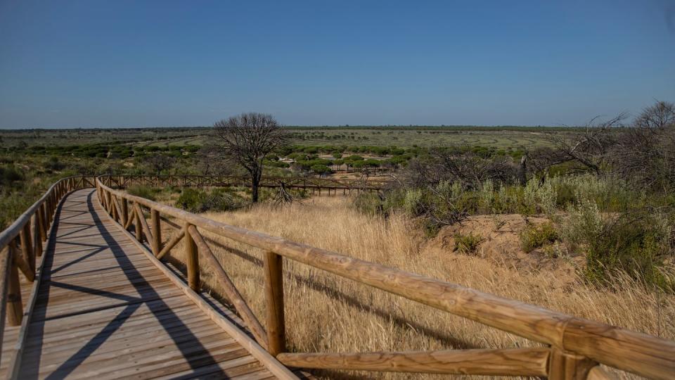 Blick auf den Naturpark von Doñana. In dem 1969 gegründeten Park geht der Grundwasserspiegel schon seit Jahren dramatisch zurück.