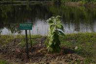 A recently planted avocado tree grows at the Lufasi Park near Lake Nora in Lagos, Nigeria, Sunday, Aug. 21, 2022. Locals living in once-heavily forested regions across Africa are starting to find their land in high demand as governments and companies seek to improve their climate credentials through carbon credit schemes, where tree-planting offsets carbon dioxide emissions. (AP Photo/Sunday Alamba)