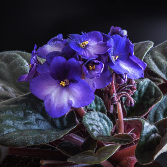  An African violet with purple flowers. 