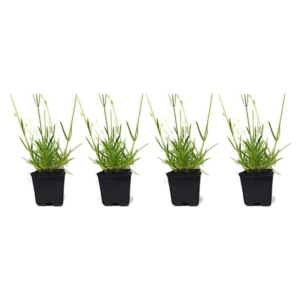 1) Findlavender Lavender (4-Pack)