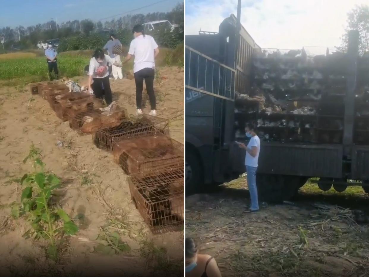 Rescuers found 1,400 dogs and cats on board a truck in Hubei province.