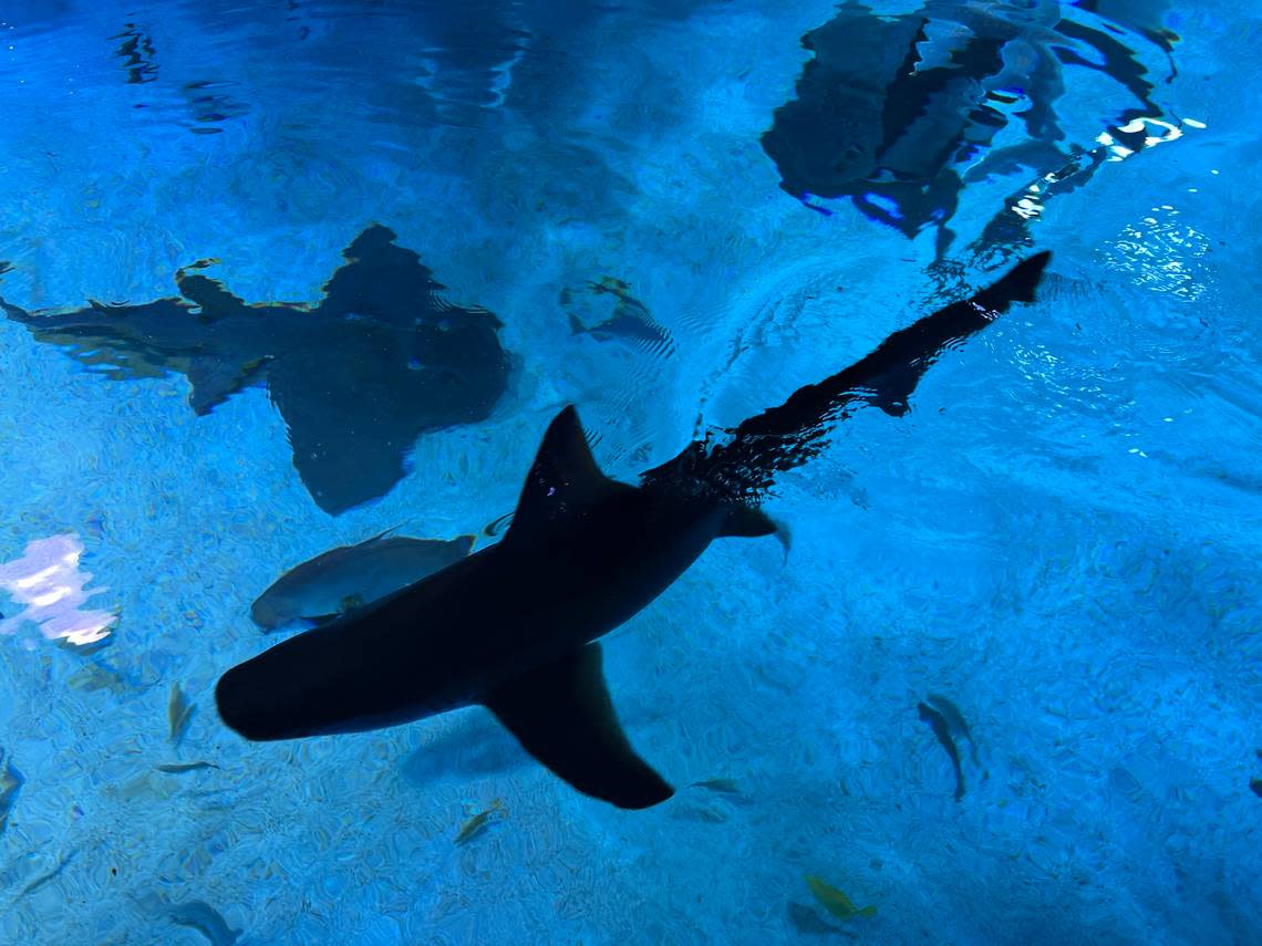 Sharks feed at the Newport Aquarium.