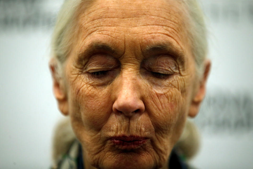 Jane Goodall listens to a journalist’s question in Lisbon