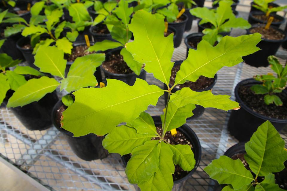 Anyone who takes home a seedling from the Arbor Day Tree Giveaway event this weekend at San Juan College also will be able to speak with an arborist about how to care for it.