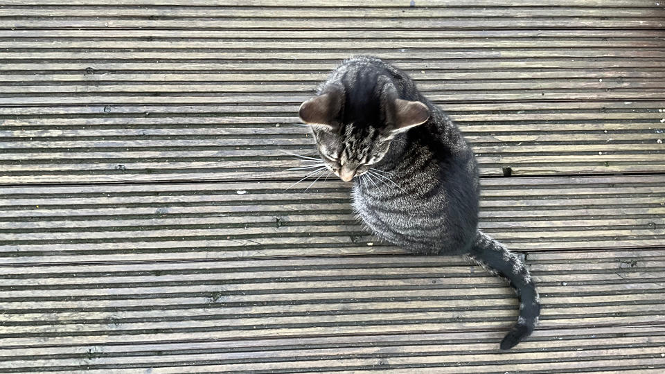 A bird's eye view photo of a cat, taken on the iPad Pro (2022).