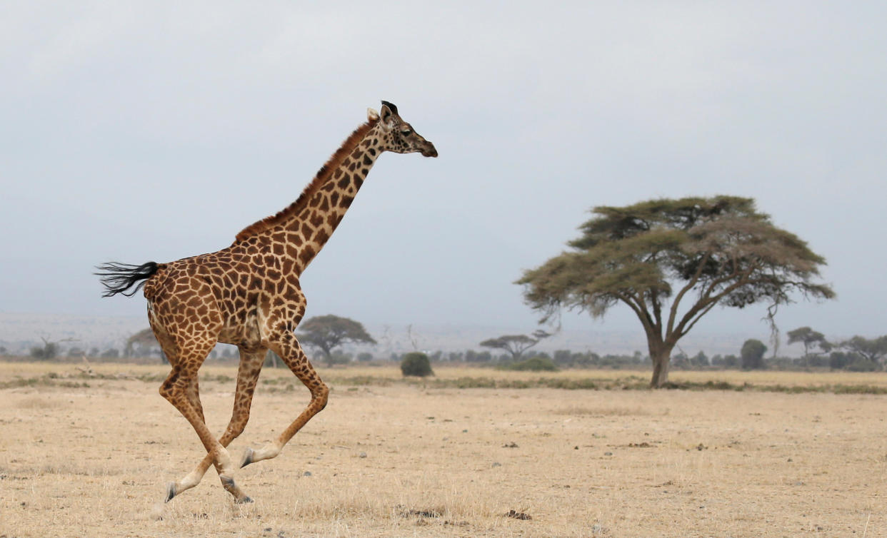 A giraffe runs in Amboseli National park, Kenya August 26, 2016. REUTERS/Goran Tomasevic