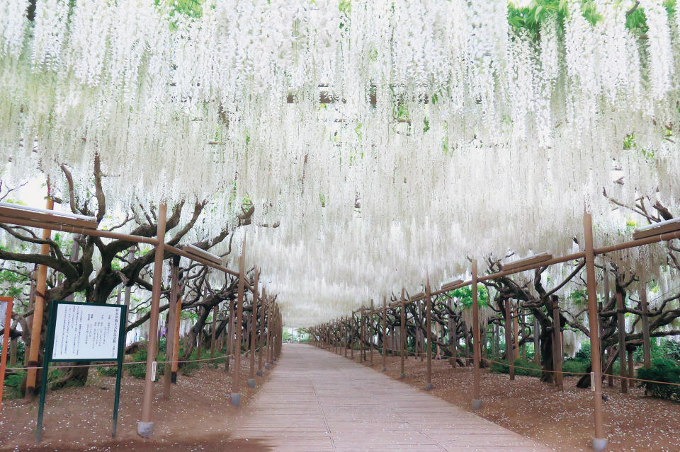 日本旅遊｜東京近郊足利花卉公園 超夢幻紫藤花花季！世界十大絕美夢幻景點 附購買門票方法