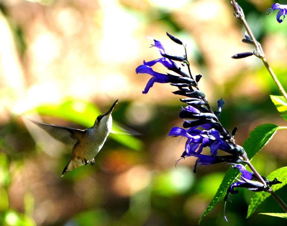 A hummingbird gracefully feeds on black and blue Salvia, showcasing the rewards of nurturing nature in your garden.