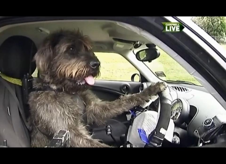 The New Zealand SPCA taught dogs to drive as part of a campaign meant to demonstrate the intelligence or rescue dogs and boost adoption rates.     Yes, these dogs are actually driving cars.    <a href="http://www.huffingtonpost.com/2012/12/05/dogs-driving-cars-new-zealand-spca_n_2244476.html" target="_hplink">Read the whole story here.</a> 