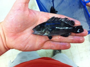 A juvenile black sea bass.