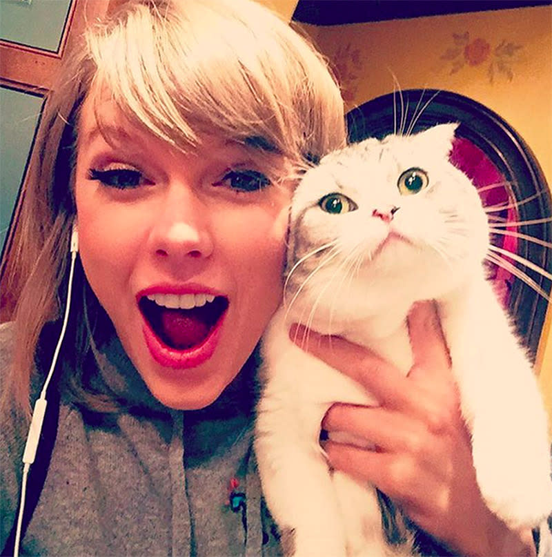 The Celebrity Cat Selfie