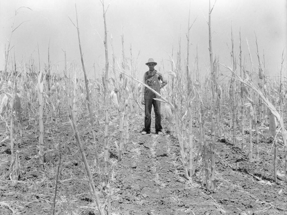 A farmer stands on farmland destroyed by drought and grasshoppers in Arkansas.