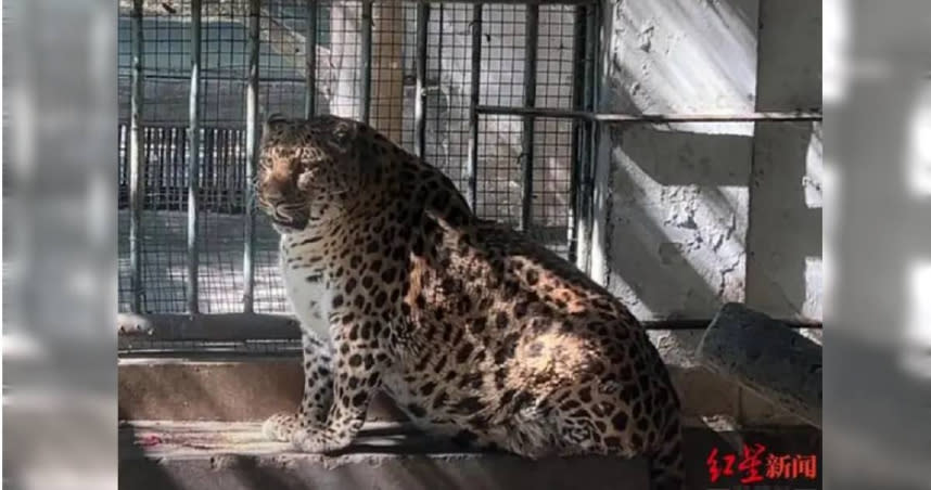 中國四川省的攀枝花公園動物園，有一頭胖胖金錢豹因神似《動物方城市》中「豹警官」而成為動物網紅。（圖／翻攝紅星新聞）