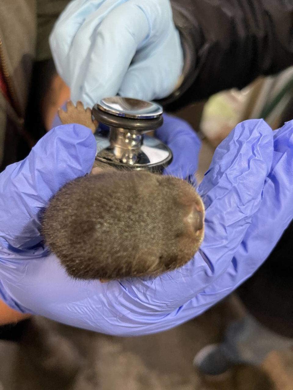 Staff at Brookgreen Gardens’ Lowcountry Zoo check on a baby river otter that was recently born to parents John and Elliott as part of their second litter. January 2022.