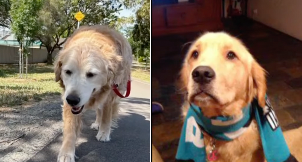 Ruby the golden retriever pictured walking the street and in an AFL scarf. 