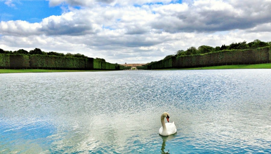 Swan posing in the lake in front of Chateau de Versailles. (Getty Images)