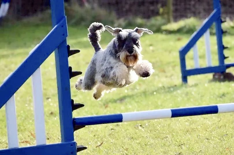 Freddie used to compete in agility competitions