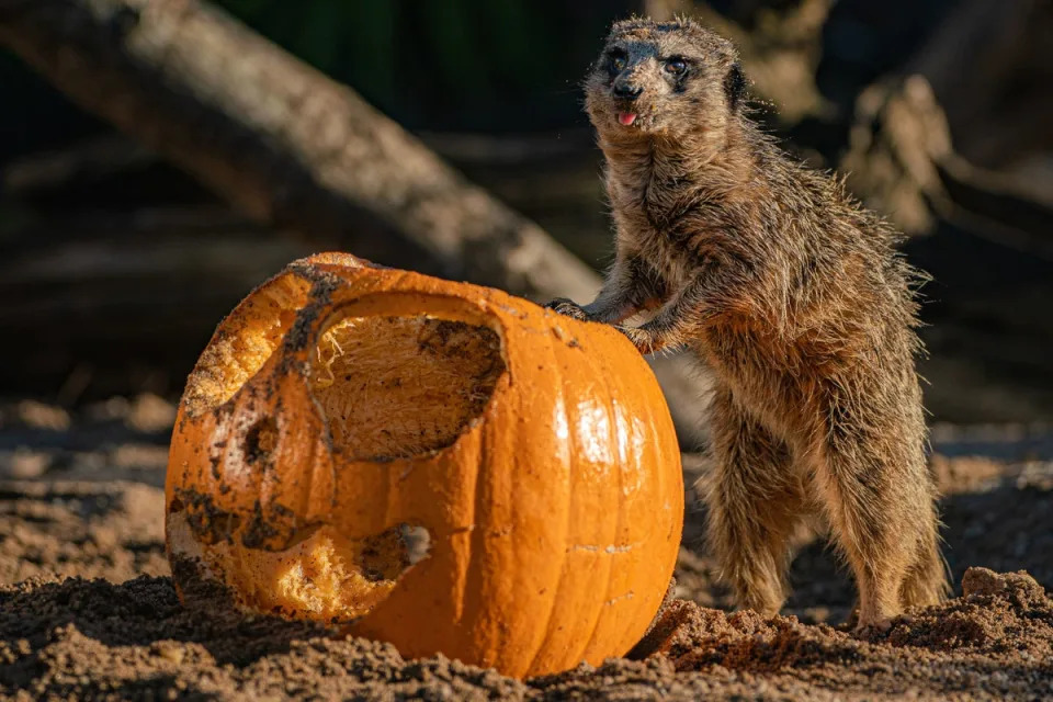 26 octobre 2022 : Un suricate explore une citrouille dans l'enceinte de Wild Place, Bristol, où certains animaux reçoivent des friandises à la citrouille dans le cadre de leur enrichissement environnemental (AP)