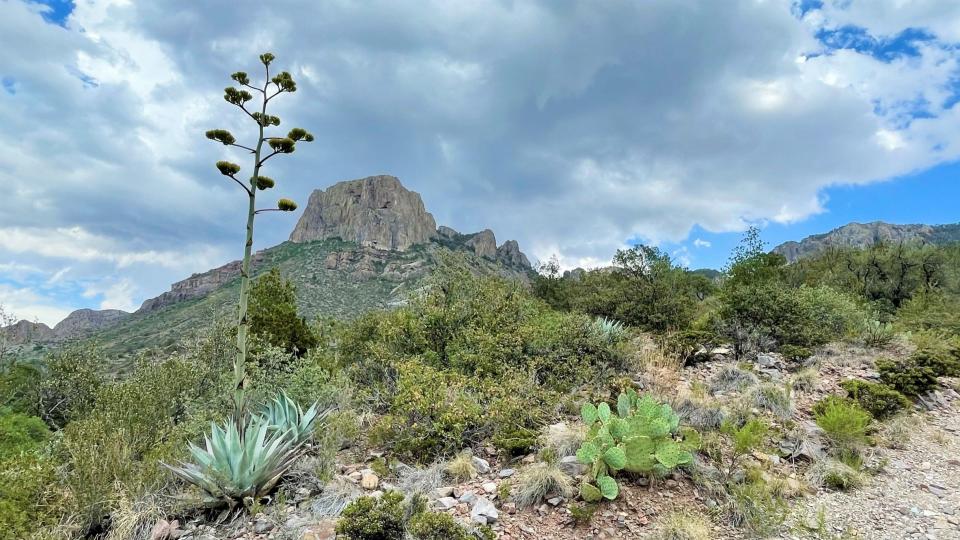 Flowering agave in Big Bend National Park provide sustenance for Mexican long-nosed bats.