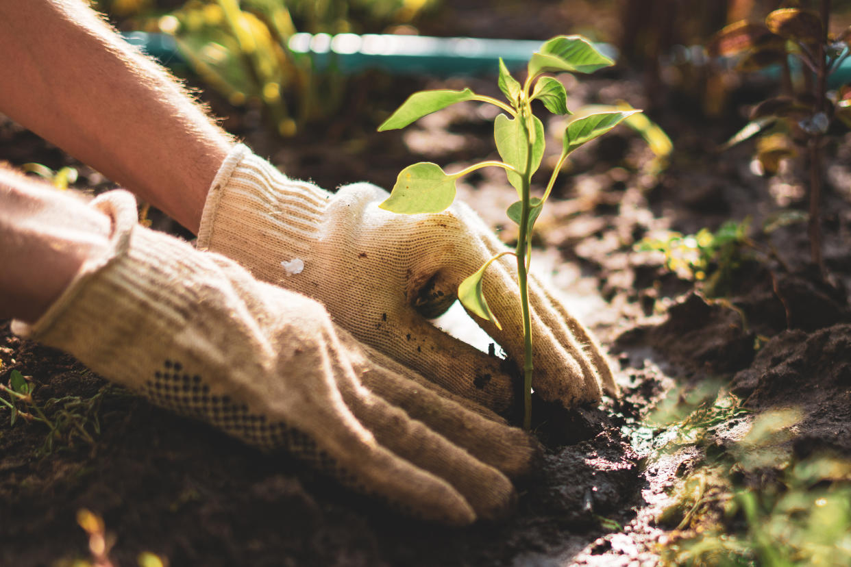 “Just putting your hands in the dirt can help one to feel grounded, which many of us do not feel when we are anxious and overwhelmed,” one expert tells Yahoo Life (Credit: Getty)