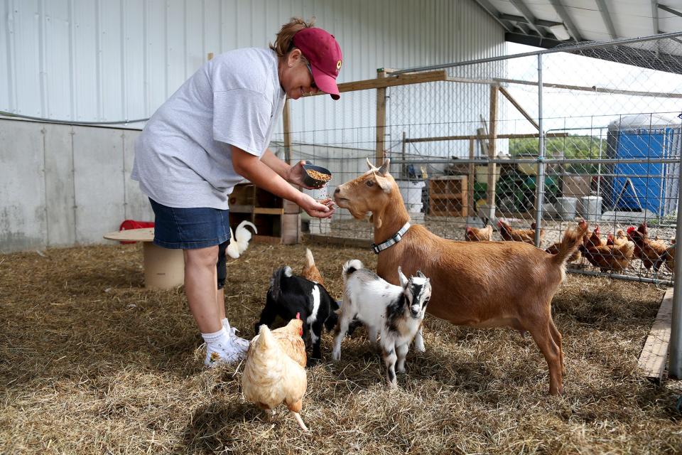 Sue Fernholz feeds the goats at Scamman Farm in 2021.