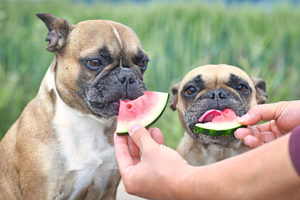 dogs eating watermelon