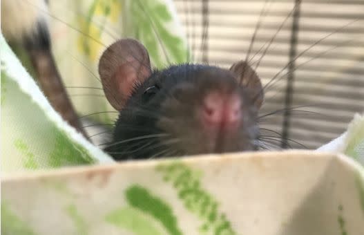 A rat now in the care of San Diego Humane Society. (Photo: San Diego Humane Society)