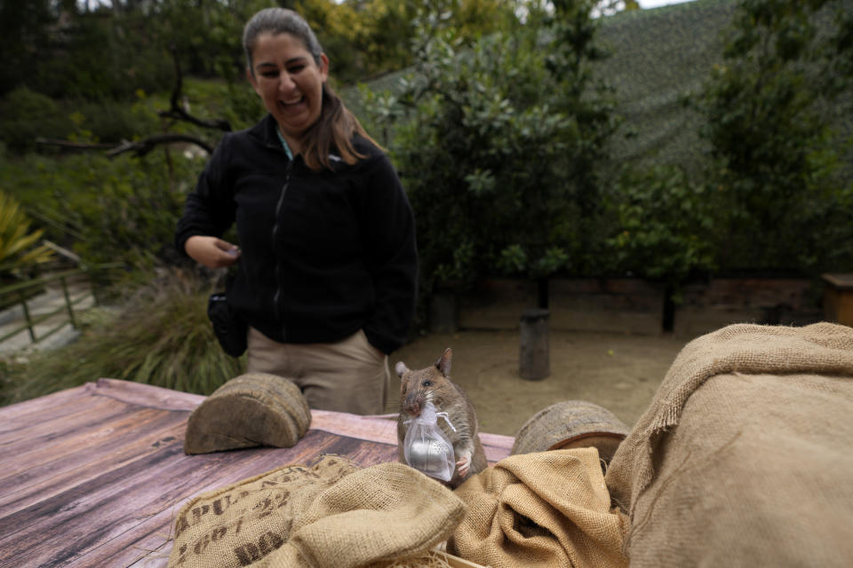 San Diego Zoo wildlife care specialist Lauren Credidio, behind, looks on as Runa, an African giant pouched rat, finds a hidden pouch of chamomile tea during a presentation at the zoo Thursday, April 13, 2023, in San Diego. African giant pouched rats like Runa are best known for ferreting out landmines and other explosive material on old battlefields in Angola, Mozambique and Cambodia, earning them the nickname “hero-rats.” She is one of a handful of so-called rat ambassadors showing off the virtues of rats at three U.S. zoos. (AP Photo/Gregory Bull)