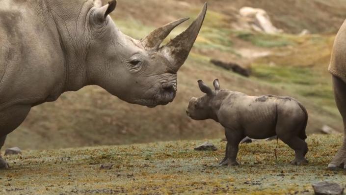 Ce bébé rhinocéros aide à sauver son espèce.