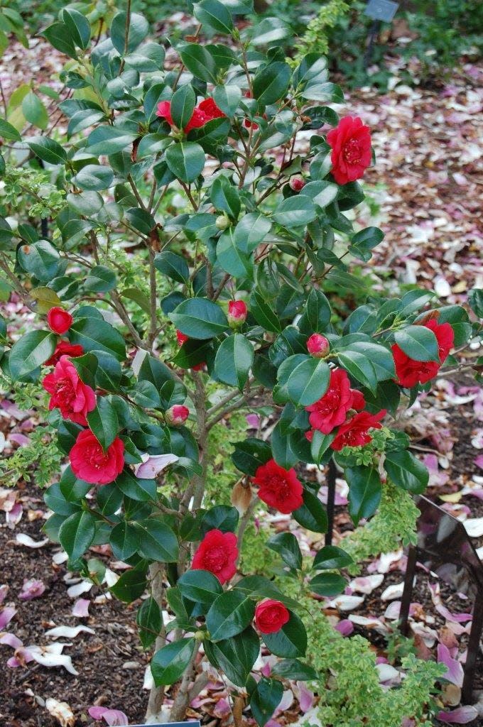 Camellia ‘April Tryst’ — one of the super cold-hardy camellias now available for Kentucky gardens.