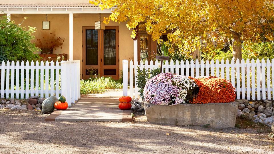 Tree, Yellow, Woody plant, Plant, Sky, Leaf, Autumn, Architecture, Flower, House, 